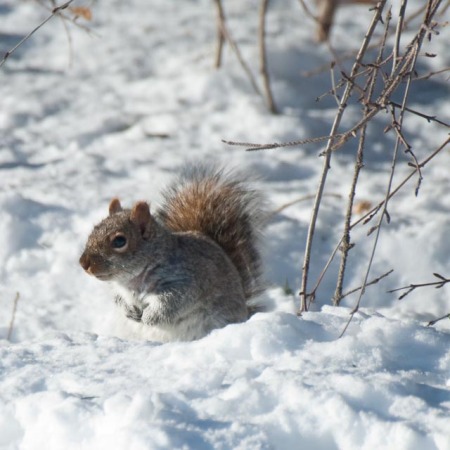 ...et puis la photo de l'écureuil mignon (c'est chouette le Canada, pour ça...)